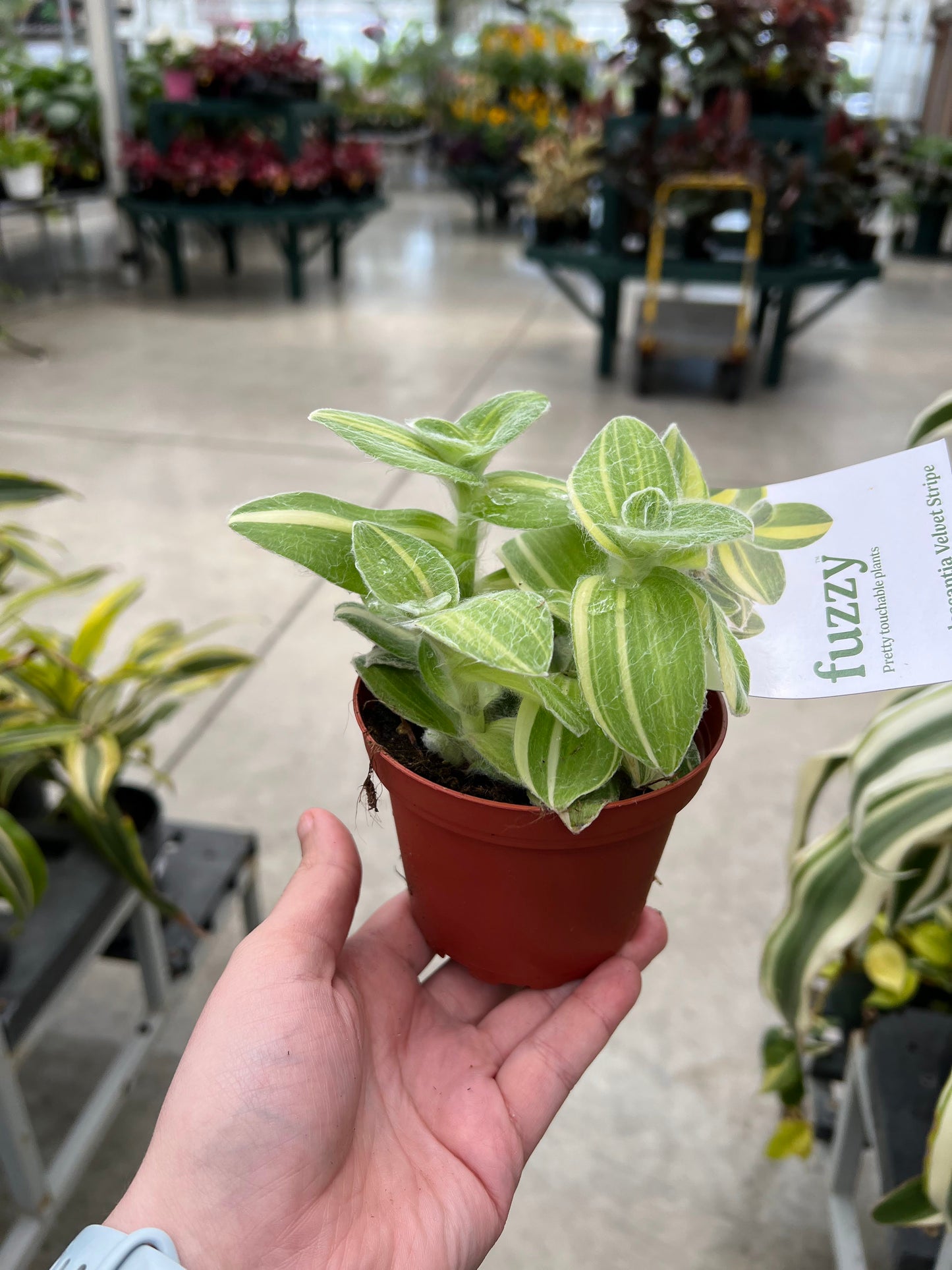 Tradescantia 'Velvet Stripe' 4"