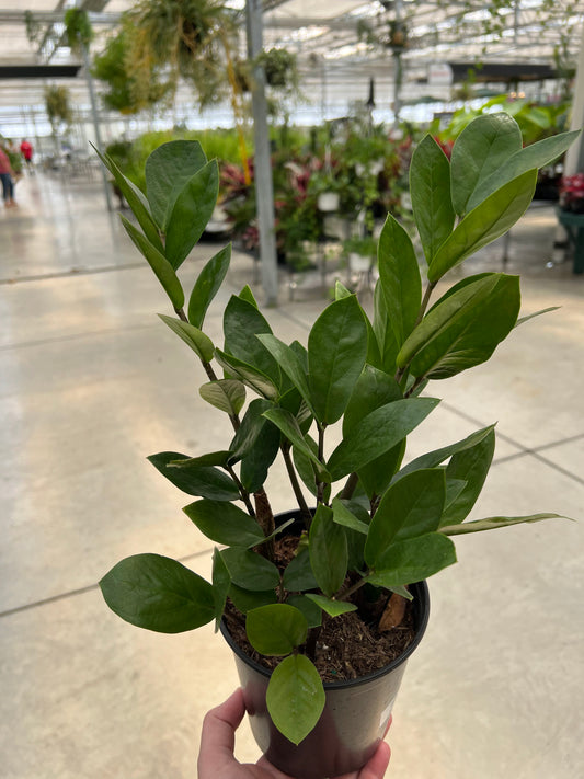 ZZ Plant 5.4"