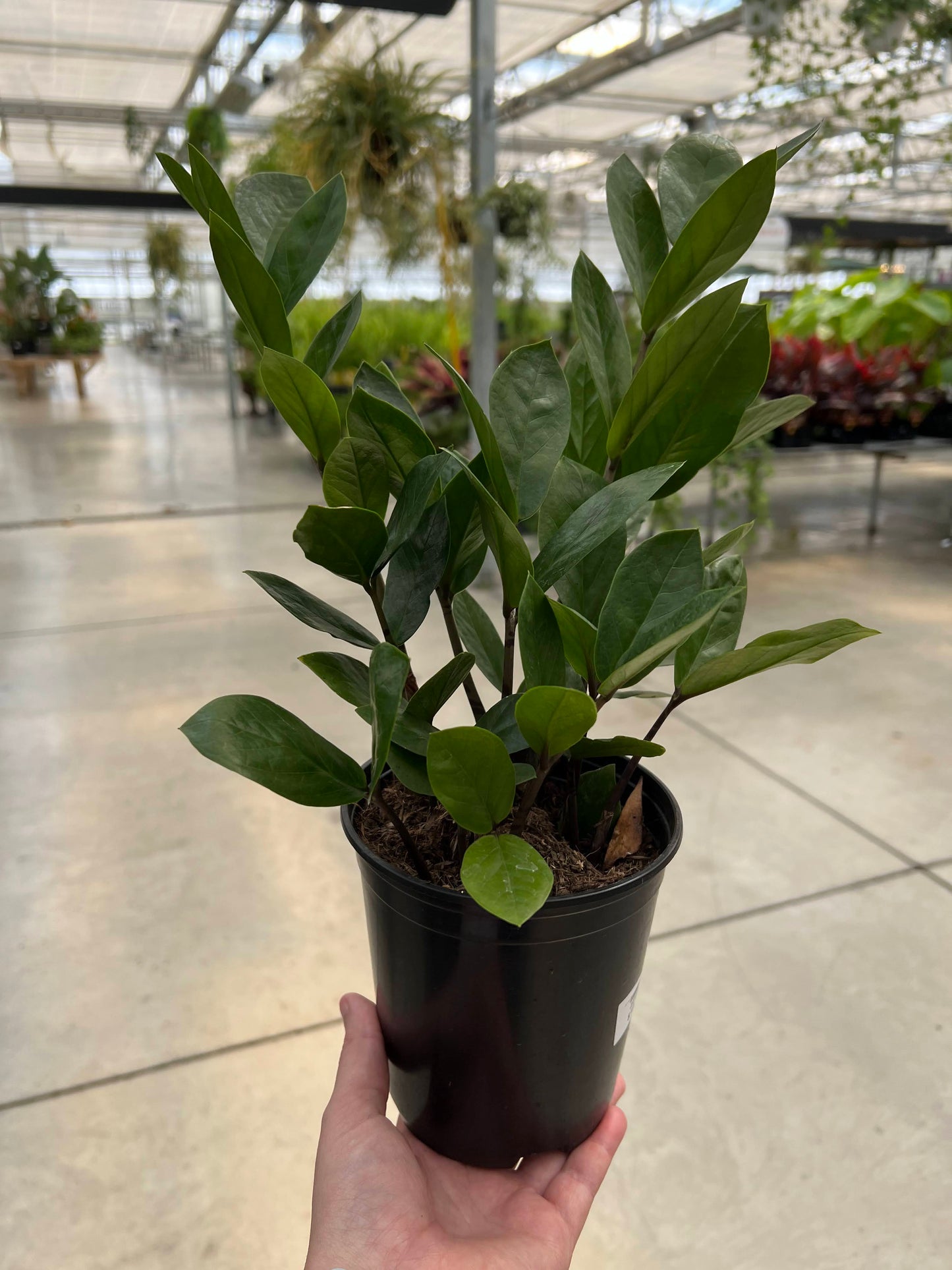ZZ Plant 5.4"
