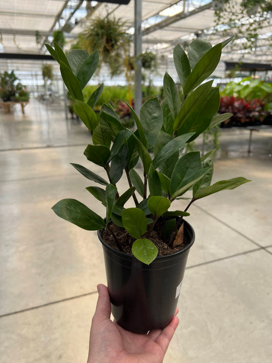 ZZ Plant 5.4"