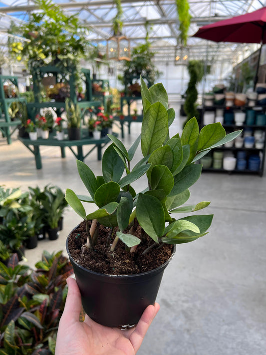 ZZ Plant 6"